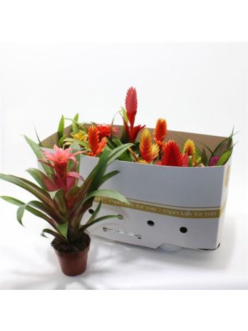 BROMELIA GEM DOBOZOS