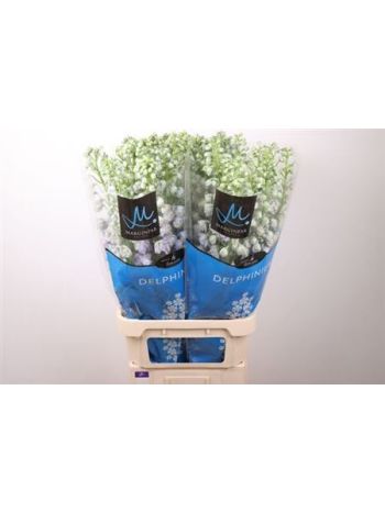 DELPH DU TR LAVENDE 100CM