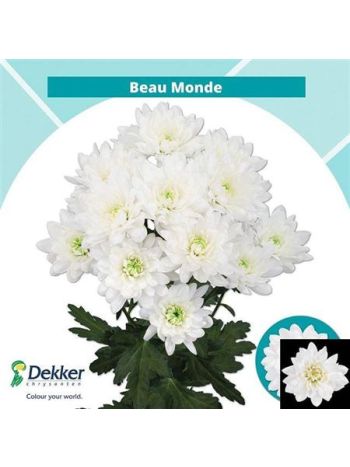 CHR T  F. BEAU MONDE