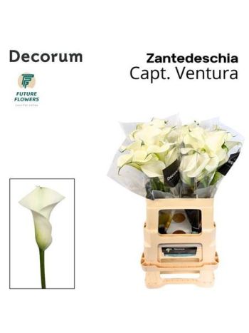 ZANT CAPT VENTURA 60CM