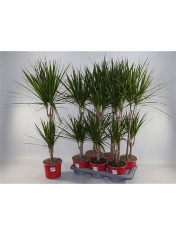 DRA MARG GEM 2 TÖRZSES 2 FÉLE