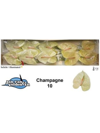 ANTH A CHAMPAGNE *10