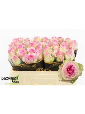 R GR5 BRIGITTE BARDOT