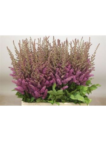 ASTIL C BLACK N BLUE 65CM