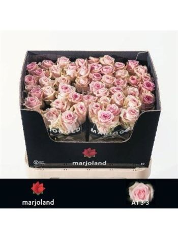 R GR SWEET DOLOMITI@ 80CM