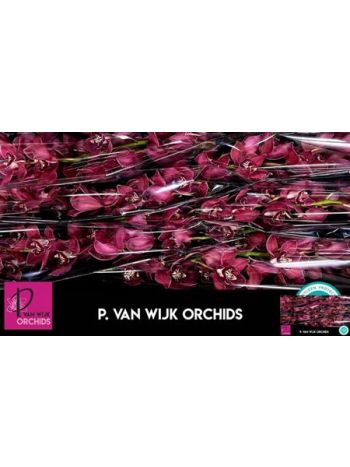 CYMB T *9 FERR-ARI - ROOD