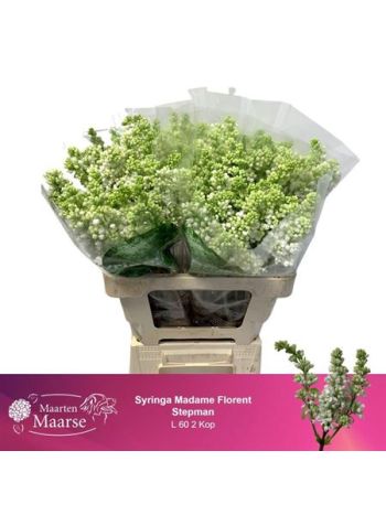 SYR V MME FL STEPMAN