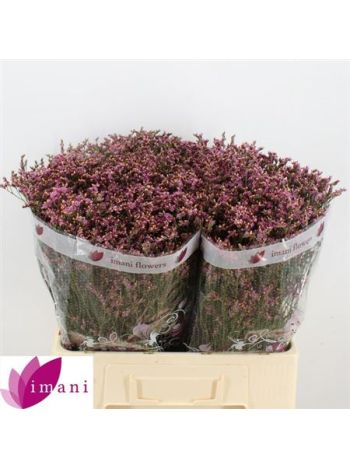 LIM SIN SCAR DIAMOND 60CM