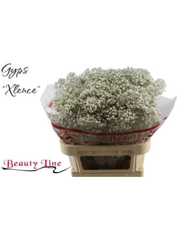 GYPS PA XLENCE