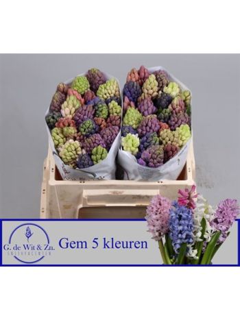 HYAC GEM 5 KLEUREN