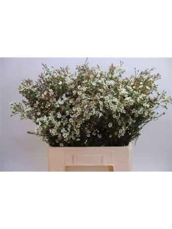 CHAME ME SIRIUS 70CM