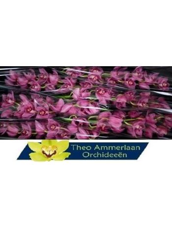 CYMB T *6 VALENTINE - PINK