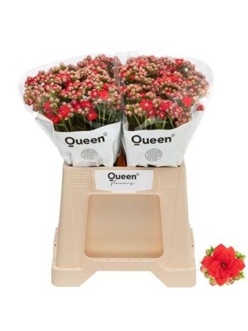 KAL PRETT RED MEADOW