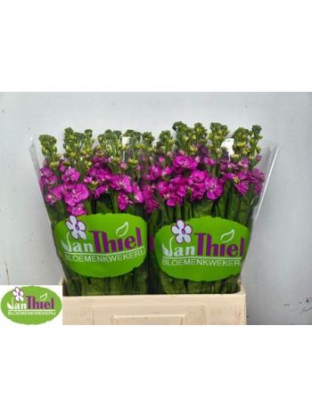 MATTH STOX DEEP ROSE