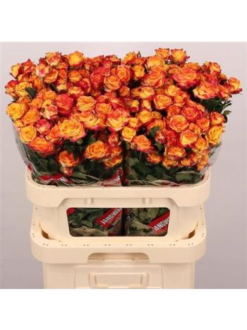 R TR LAND OF FIRE 80CM