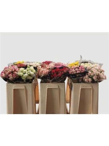 R TR5 GEM IN FUST *60