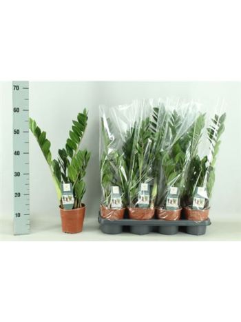 ZAMIOCULCAS ZAMIIFOL