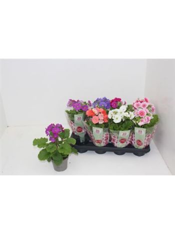 PRIM OB SWEETK A GEM