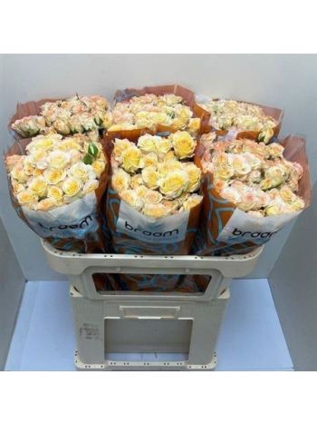 R TR SWEET CHABLIS 70CM