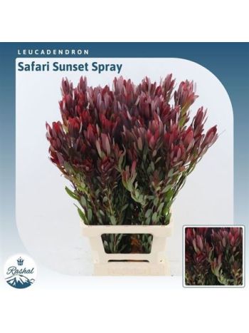 LEUCAD SAF SUNSET 80CM