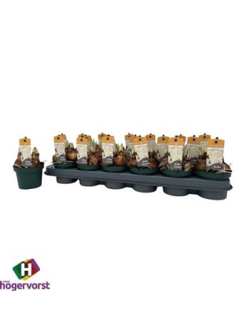 NARCIS D BRIDAL CROW