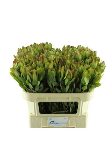 LEUCAD SAF GOLDSTRIK 70CM