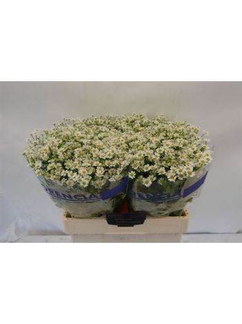 TANA PA SINGLE VEGMO