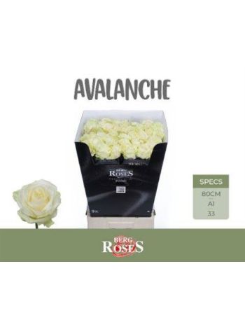 R GR AVALANCHE+ 80CM