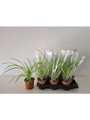 CHLOR COM VARIEGATUM