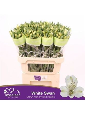 ALSTR WHITE SWAN