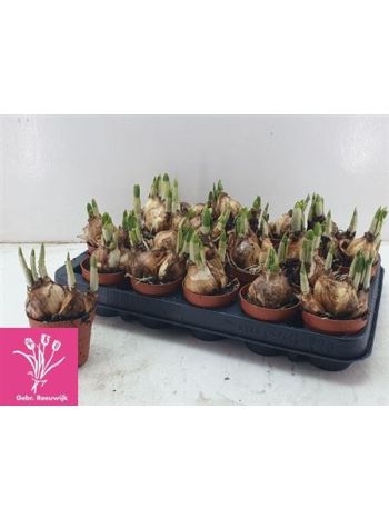 NARCIS O TETE A TETE