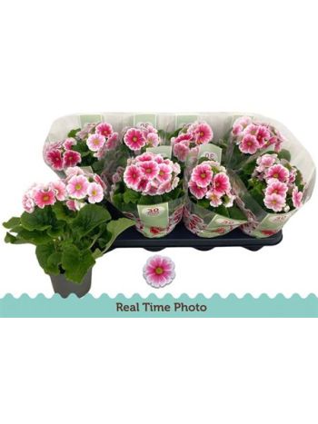 PRIM OB TM RED WHITE