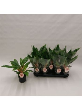 CHLOR OR GREEN ORANG