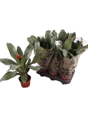 AECH PE ELEGANT FLAM