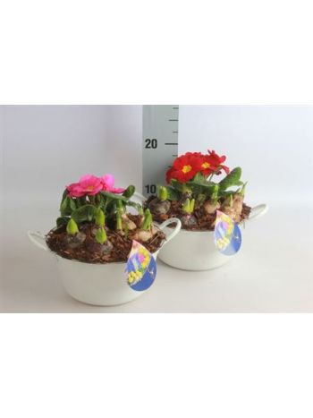 Ö. HAGYMÁS MIX PRIMULA ZINK TÁL