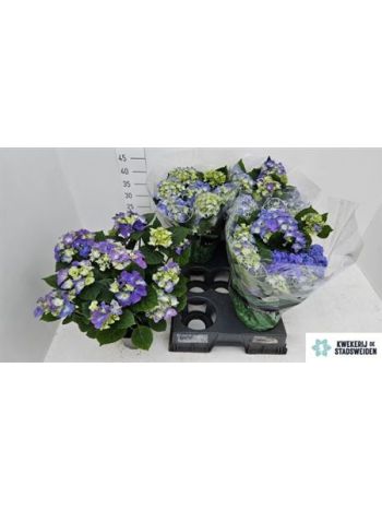 HYDR M 7+ EARLY BLUE