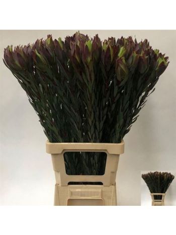 LEUCAD MOUNTAIN ROSE 80CM