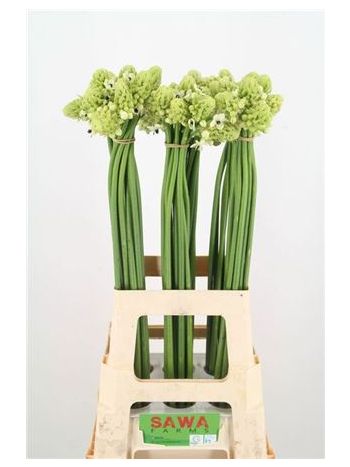 ORNIT SAUNDERSIAE 70CM