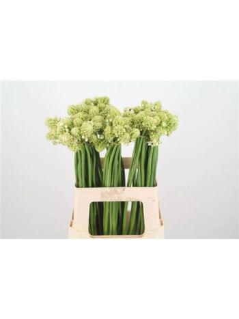 ORNIT SAUNDERSIAE 65CM