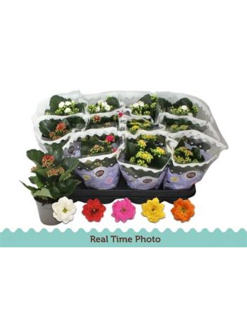 KAL ROSALIE MIDI TW BL