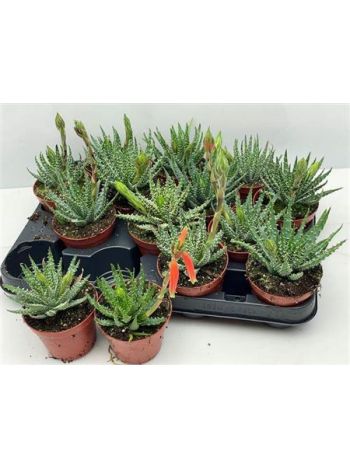 ALOE HUMILIS VIR&Aacute;GZ&Oacute;