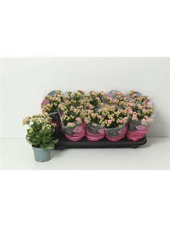 KAL ROSALIE PERFECTA PINK