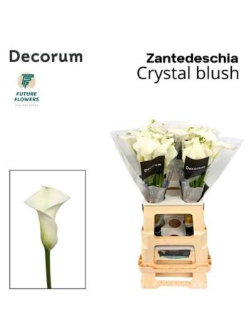 ZANT CRYSTAL BLUSH 65CM