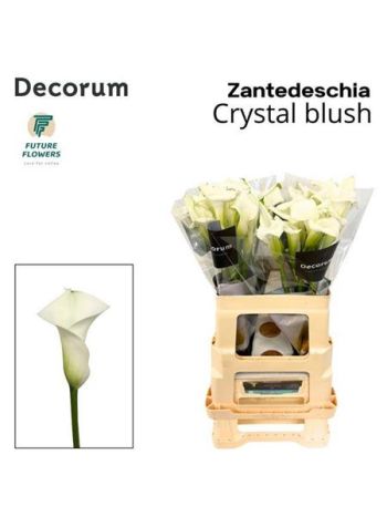 ZANT CRYSTAL BLUSH 60CM