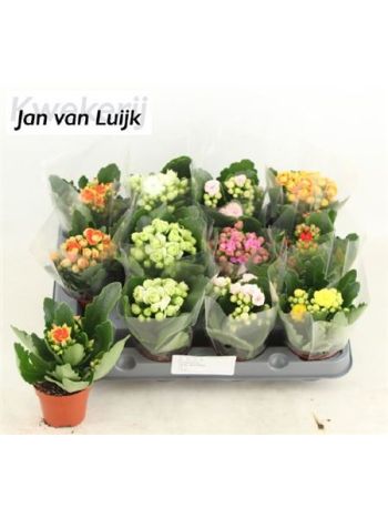 KAL ROSALIE SIMA CELÓS