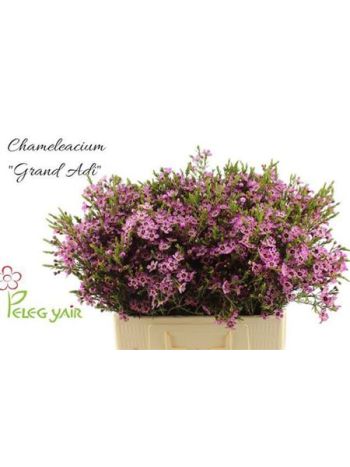 CHAME ME GRAND ADI 60CM