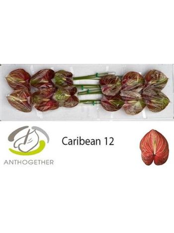ANTH A CARIBEAN *12