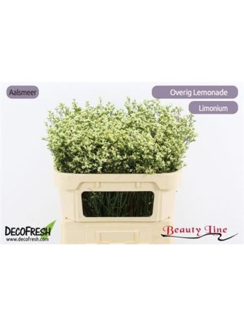 LIM SIN SEN LEMONADE 70CM