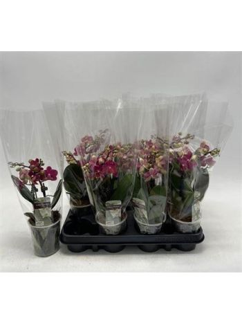 PHAL MIDI 2 ÁG BORDÓ