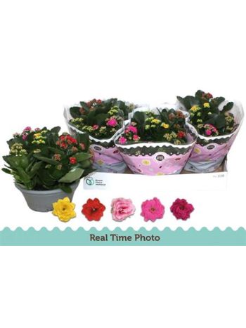 KAL ROSALIE TÖBB SZÍNŰ TÁL